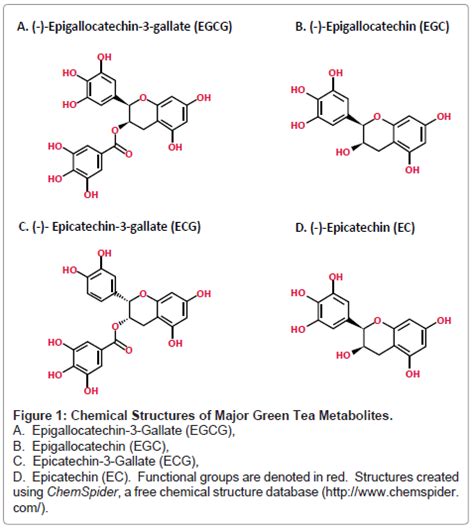 Going Green The Role Of The Green Tea Component Egcg In Chemoprevention