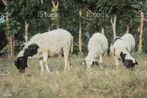 Sheep That Are Being Shepherded In The Meadow Stock Photo - Download ...