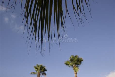 Fondo Imagen Hojas De Palma Contra El Cielo Foto Editorial Imagen De