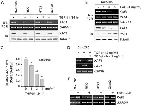 Tgf Protects Colon Tumor Cells From Apoptosis Through Xaf Suppression