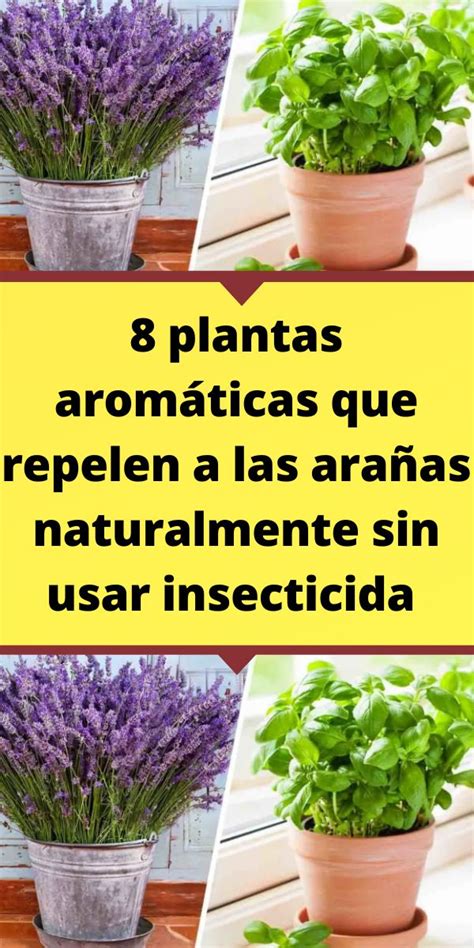 Plantas Arom Ticas Que Repelen A Las Ara As Naturalmente Sin Usar