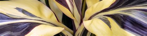 Cordyline - Buy online