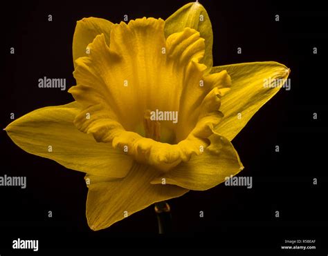 Low Key Yellow Daffodils Stock Photo Alamy