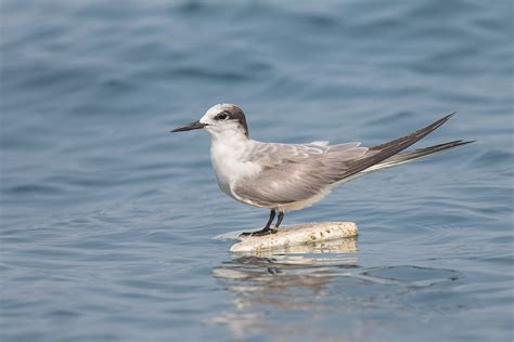 Aleutian Tern – Birds of Singapore