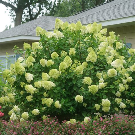 Limelight Hydrangea Wholesale Liners Spring Meadow Nursery