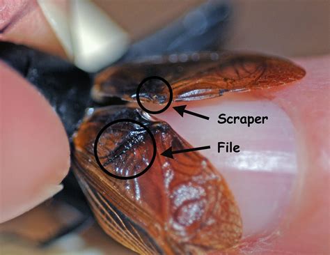 Field crickets invade a home with a wake-up call: Fall field cricket