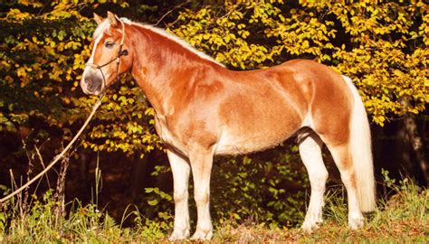 Haflinger Horse Breed: History, Characteristics & Cost - The Roping Pen