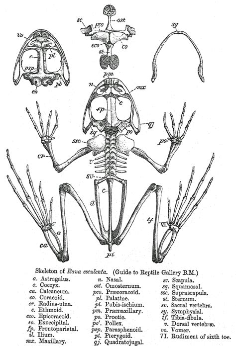 File:Rana skeleton.png - Wikipedia