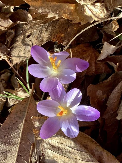 Primi Segni Verso La Primavera Laska Flickr