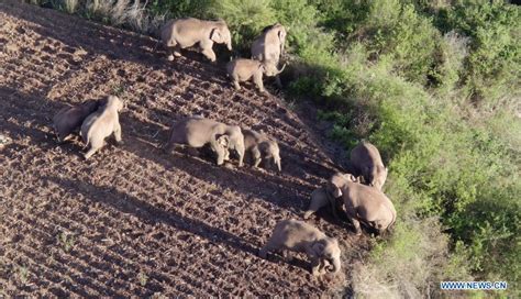 China S Migrating Elephant Herd Heads 9 3 Km Further North Cn