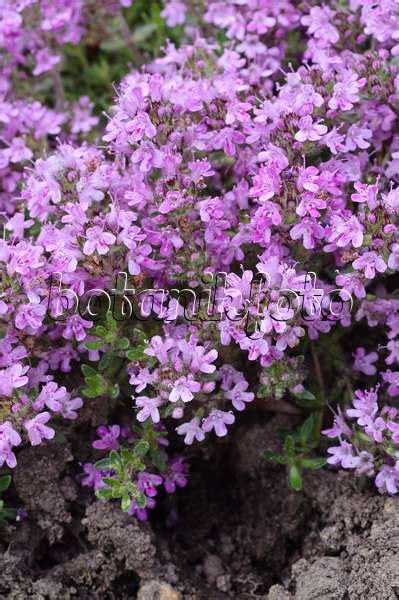 Images Thymus Serpyllum Atropurpureum Images De Plantes Et De