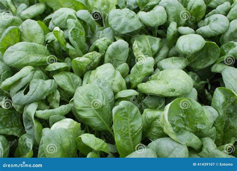 Spinach Spinacia Oleracea Stock Image Image Of Vegetable Organic