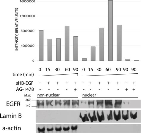 The EGFR Localization In Nuclear And Cytoplasmic Fractions After