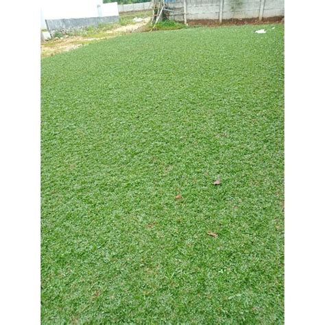 Jual Promo Rumput Gajah Mini Hijau 1 Mtr Bibit Gajah Mini 1mtr²