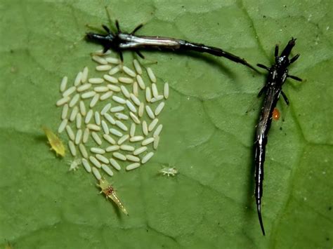 Thrips Eggs And Colonies How The Tiny Insects Reproduce