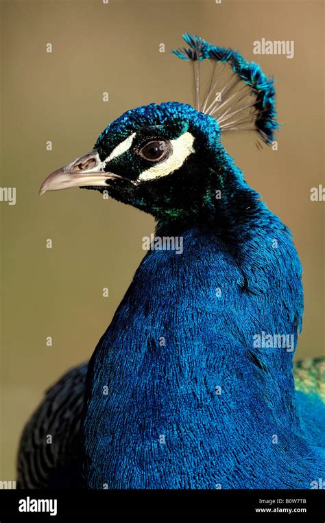 Blue Peacock Or Indian Peafowl Pavo Cristatus Male Stock Photo Alamy