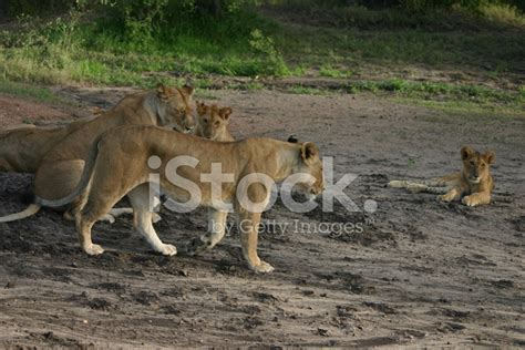 Lion Family Rests In The African Savannah, Tanzania Stock Photo ...