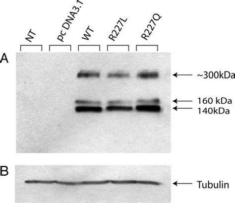 Western Blot Analysis Of Cell Extracts Of Hek293 Cells Either