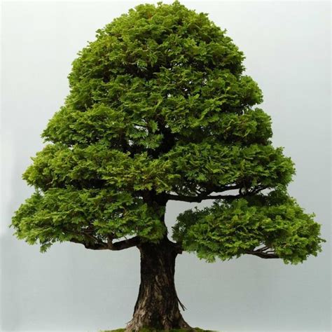 Picea Mariana Bonsai Care Guide