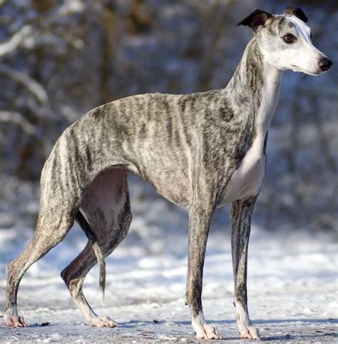 Whippet Dog Breed Information And Images K9 Research Lab All Dogs