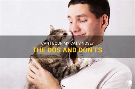 Can I Boop My Cat's Nose? The Dos And Don'ts | PetShun