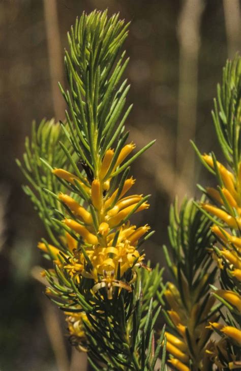 Persoonia Acerosa Australian Plants Society