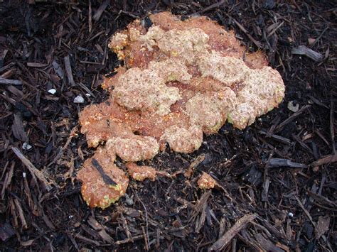 Dog Vomit Fungus