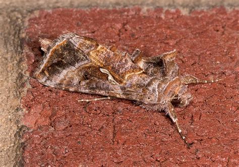 Maryland Biodiversity Project Common Looper Moth Autographa Precationis