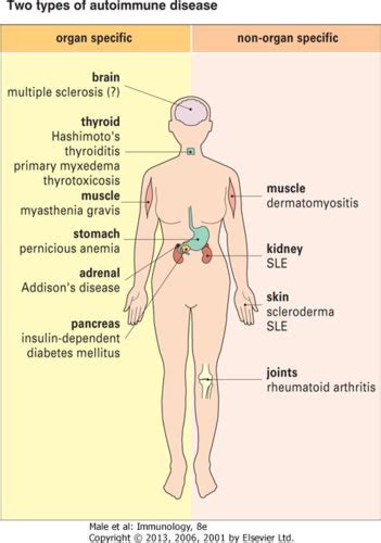 Autoimmunity Flashcards Quizlet