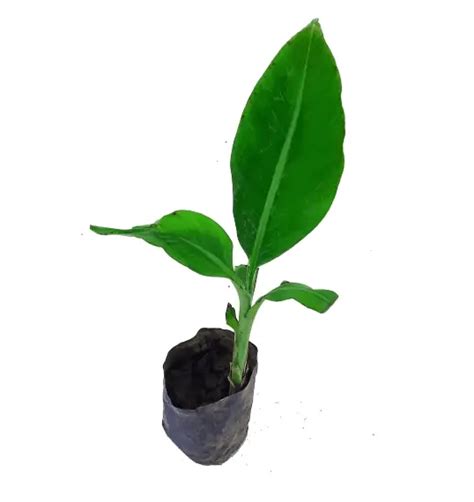 Banana Trees Plant Lover S Guide To Buying Caring And Vastu Tips