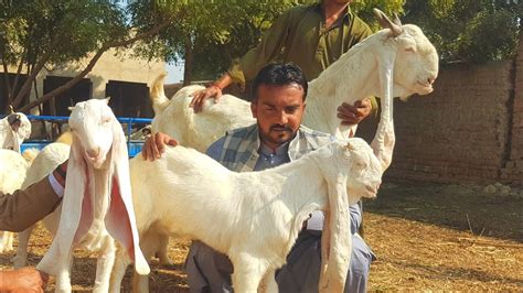 Worlds Top Class Gulabi Goats Complete Documentary Youtube