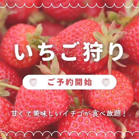 いちご狩り受付開始します メリーベリーファーム新冠