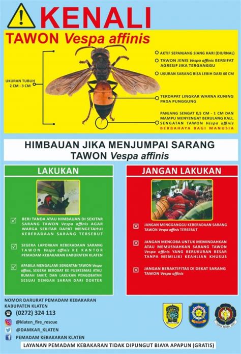 Tips Jika Menemukan Sarang Tawon Klaten