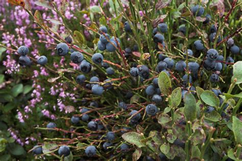 bilberry  wildlife trusts