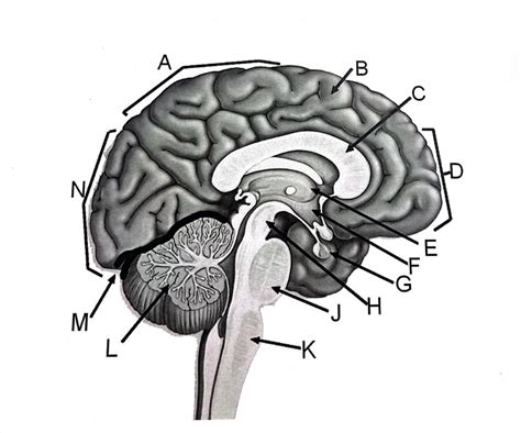 Anatomy Of The Brain Diagram Quizlet