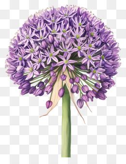 Allium Giganteum Allium Flor Flor Roxa Png Transparente Gr Tis