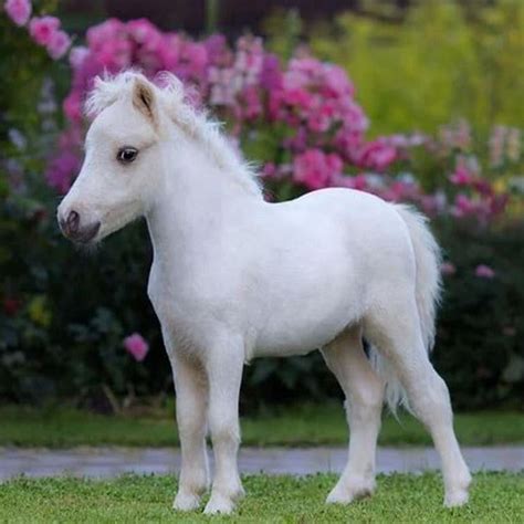 What breed is a small horse? - DIY Seattle