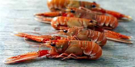 Fresh Langoustine Marrfish Wholesale Fish And Seafood Delivery