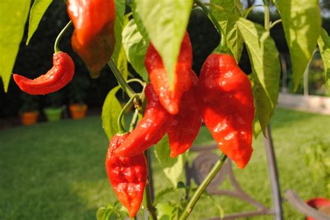 Ghost Peppers In My Garden Stuffed Peppers Ghost Peppers Vegetables