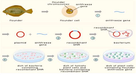 Unit 3a 1 Genetic Modification And Gene Transfer The Biology Classroom