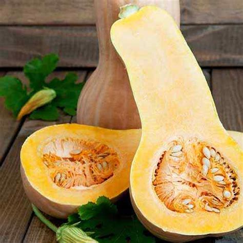 Cómo plantar y cultivar calabaza de butternut Goodgardenthing