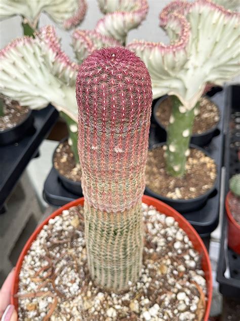 Large Rainbow Cactus Rare Cactus Echinocereus Rigidissimus Rainbow