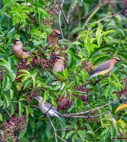 Cedar Waxwings Eating Elderberries Feederwatch