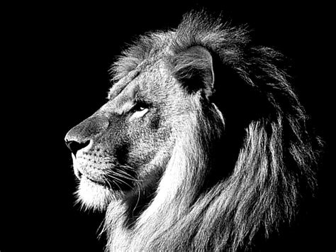 Lion Wallpaper Black and White - WallpaperSafari