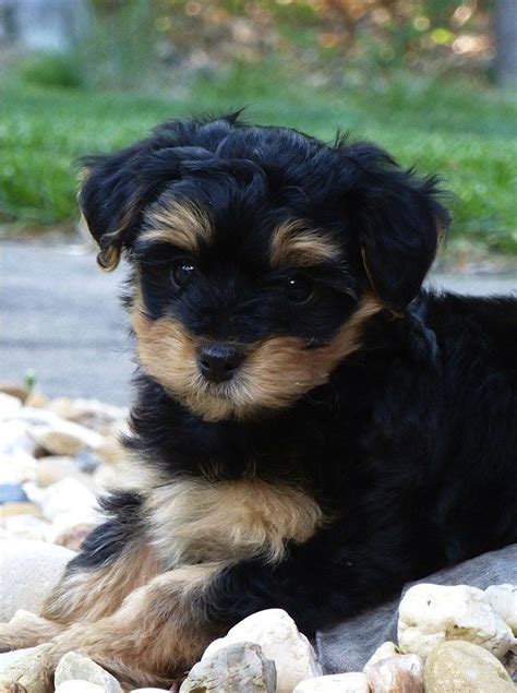 15 Pictures About yorkie poo size - Pets Lovers