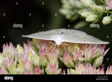 Light Emerald Campaea Margaritata A Nocturnal Butterfly Moth