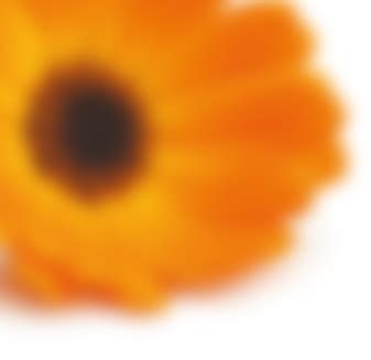 Kali Laska — KaliLaska