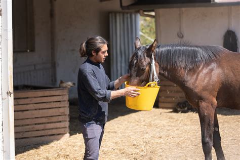 Choosing the Best Horse Health Supplements for Your Horse