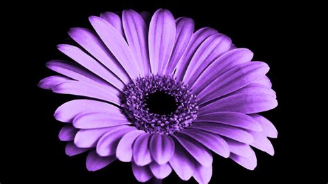 Purple Daisies Wallpapers Wallpaper Cave