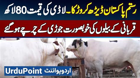 Lahore Mandi Me Qurbani Ke Sab Se Mehgne Janwar Rustam Pakistan 1 5